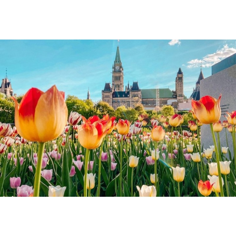Ottawa Tulip Festival Day Trip from Toronto with Lunch option