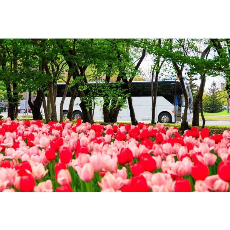 Ottawa Tulip Festival Day Trip from Toronto with Lunch option